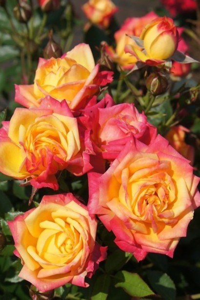 "YARA" для троянд, 1кг